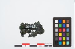 Foto von Bronzeraspel (NHMW-PRAE-025825)